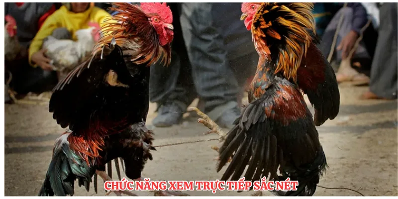 Sảnh SV368 Đá Gà LU888: So Sánh Các Hình Thức Cược Phổ Biến - corix.games - CORIX